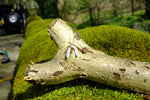 Sycamore seed pendant