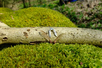 Sycamore seed pendant